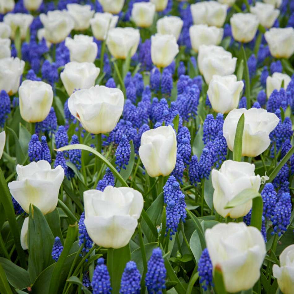 'Blue Snow' - lökblandning